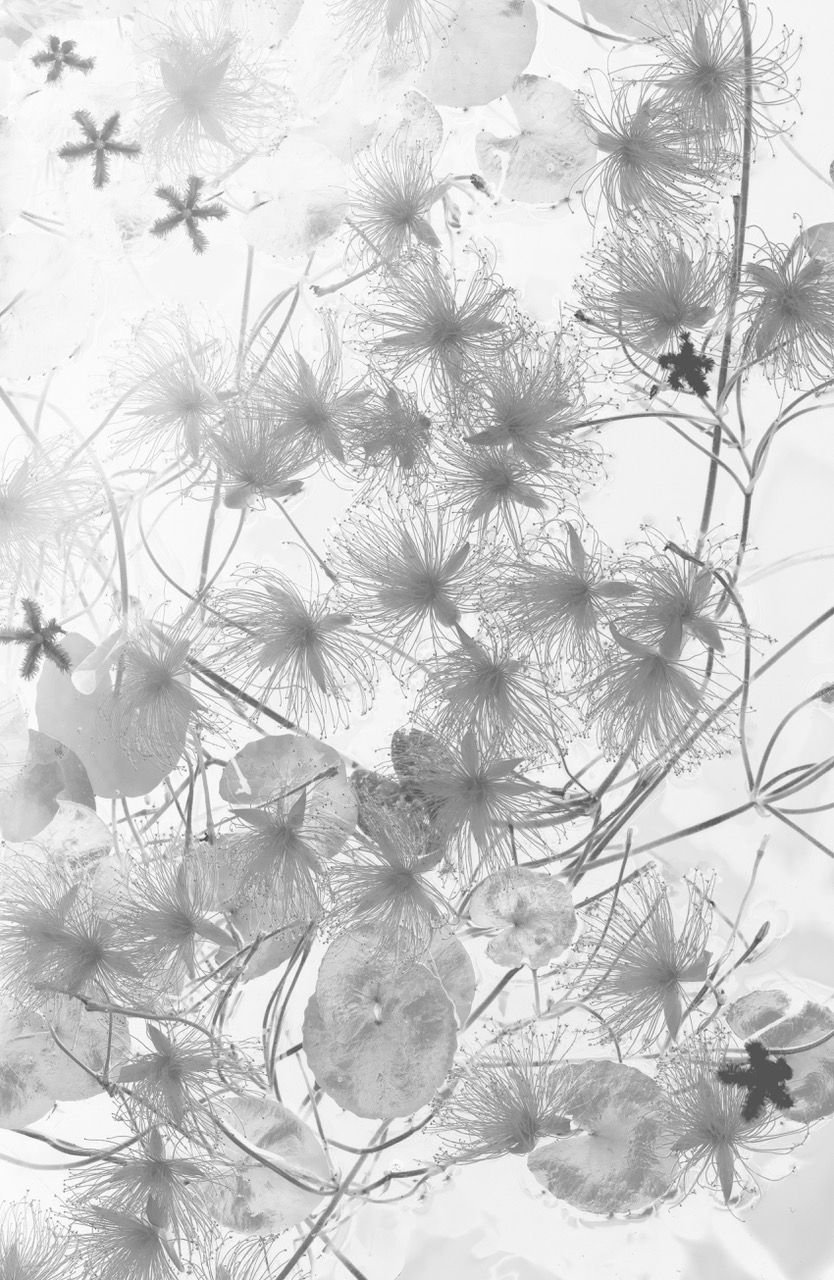原田義則の作品。鶴見緑地の温室で撮影した、白く透ける草花の写真